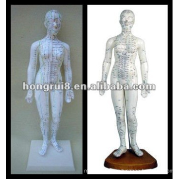 ISO Human Acupuncture Model, Deluxe Acupuncture Female Model 48CM HR-502